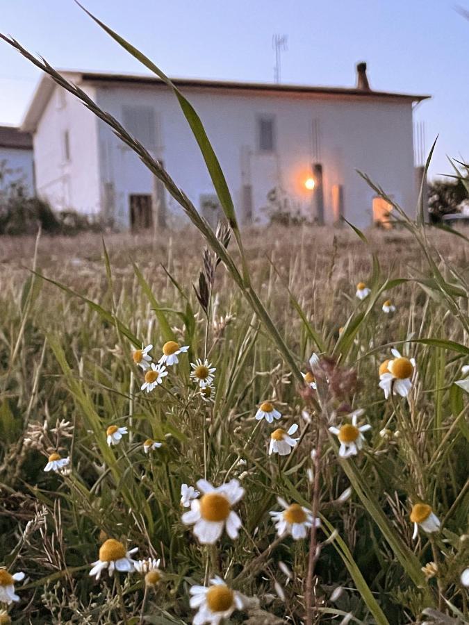 MontegiorgioLa Casa Degli Artisti住宿加早餐旅馆 外观 照片